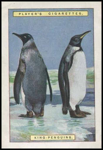 24PNH1 10 King Penguins.jpg